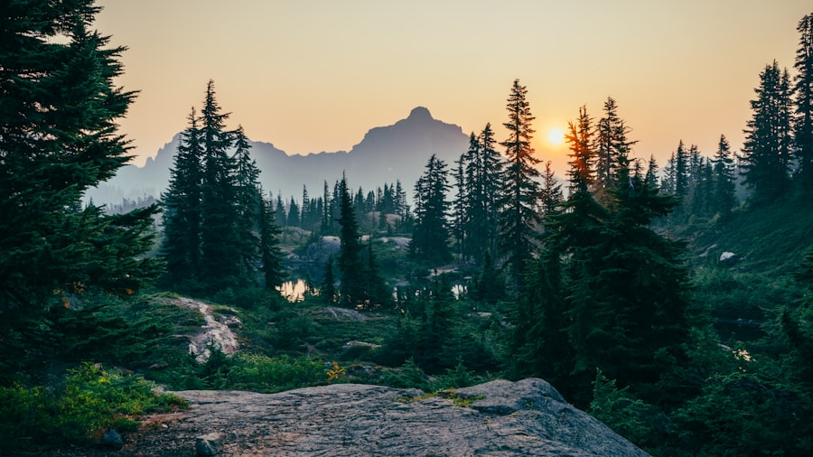 forest
