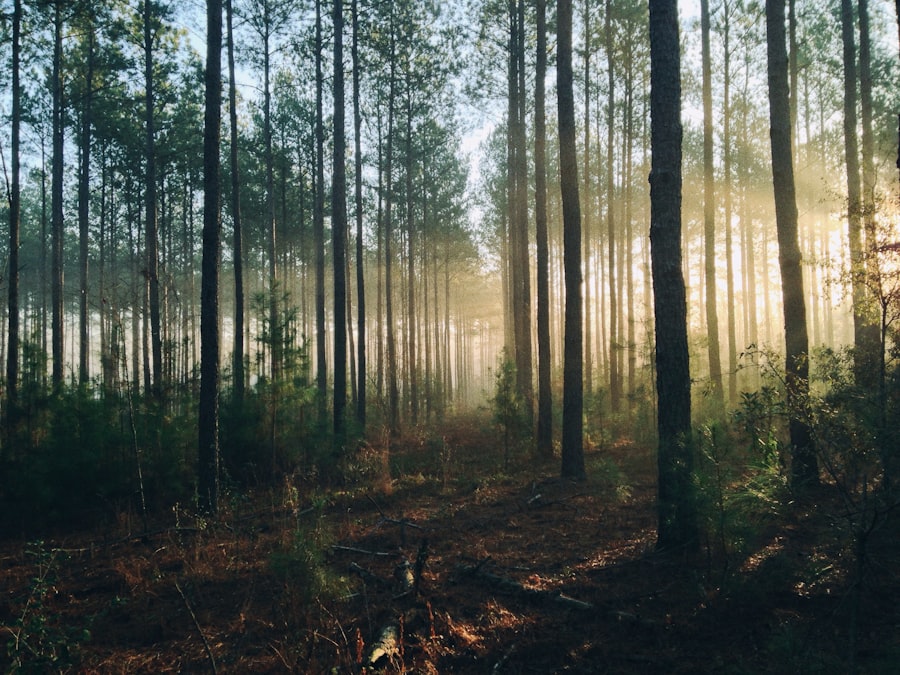 Photo forest
