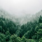 Photo forest