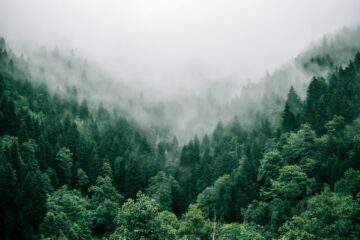 Photo forest
