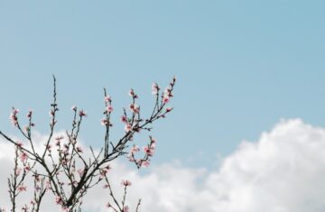 Photo powder pink