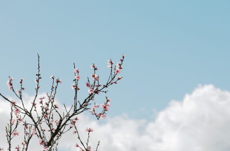 Photo powder pink